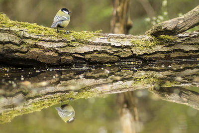 Great tit perching on fallen tree trunk by pond