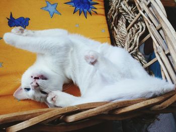 High angle view of kitten stretching on chair