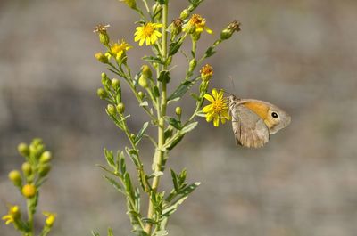 Close-up of butterfly on plant