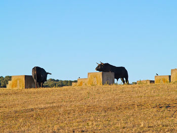 Cows on field against clear sky