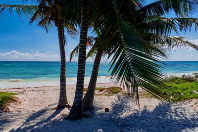 Palm trees on beach against sky