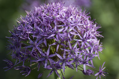 Close-up of purple flowering plant