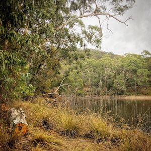Scenic view of lake in forest