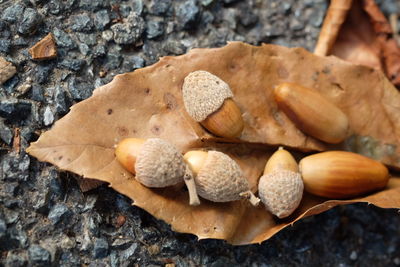High angle view of shells on rock