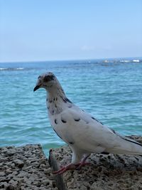 Seagull perching on a sea