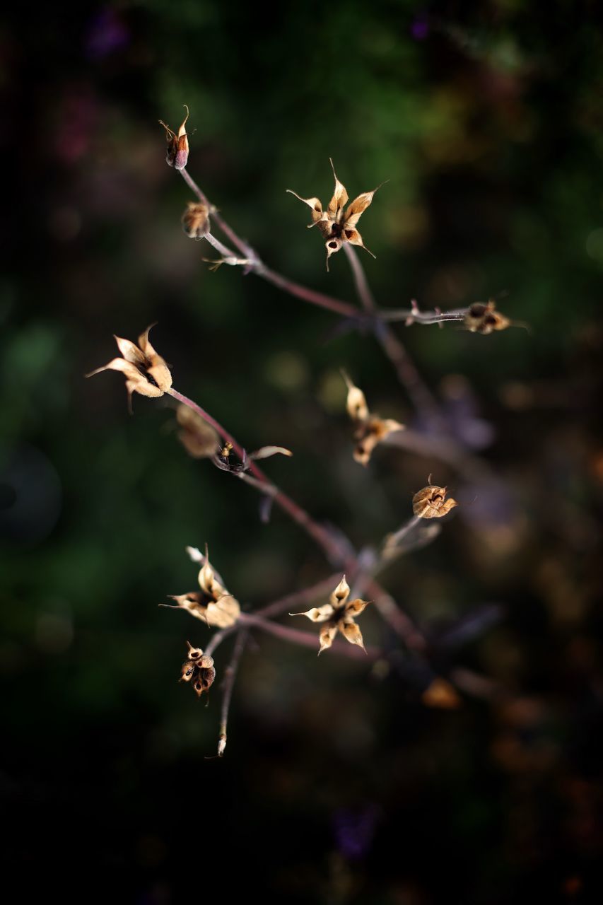 plant, growth, beauty in nature, close-up, selective focus, no people, vulnerability, fragility, flower, focus on foreground, nature, flowering plant, day, outdoors, freshness, tranquility, twig, bud, plant stem, tree