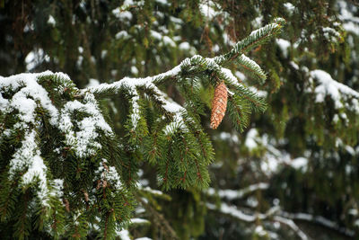 Close-up of frozen tree during winter