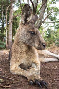 Close-up of kangaroo sitting on field 