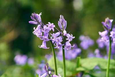 Close-up of purple flowering plant on field