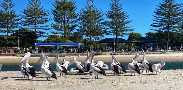 View of birds on beach