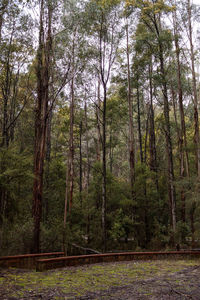 Scenic view of forest