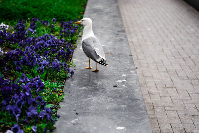 View of bird perching on purple flower