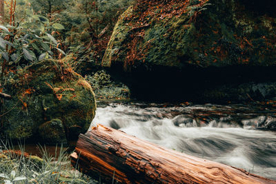 Scenic view of waterfall in forest