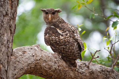 Low angle view of an owl perching on tree in the forests of india. 