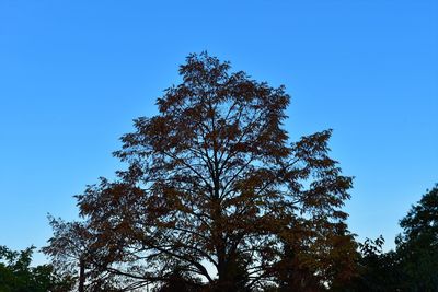 Low angle view of tree against clear blue sky