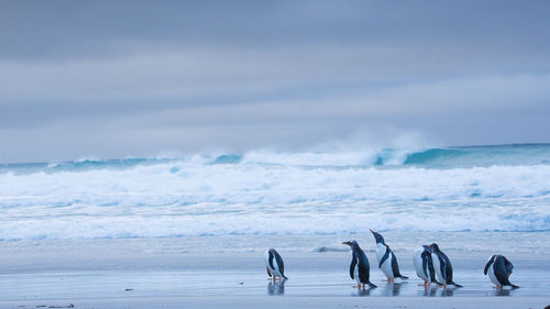 Scenic view of penguins at beach against sky