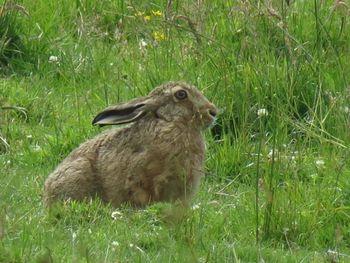 Close-up of bird on grassy field