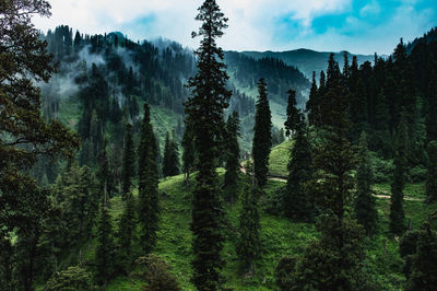 Trees in forest against sky