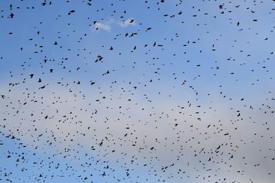 Flock of birds flying against clear sky