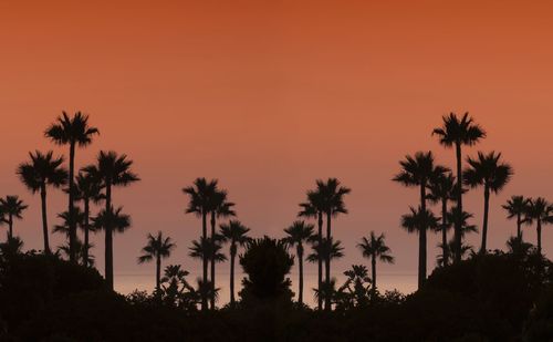 Silhouette palm trees against sky during sunset