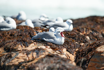 Seagull on rock