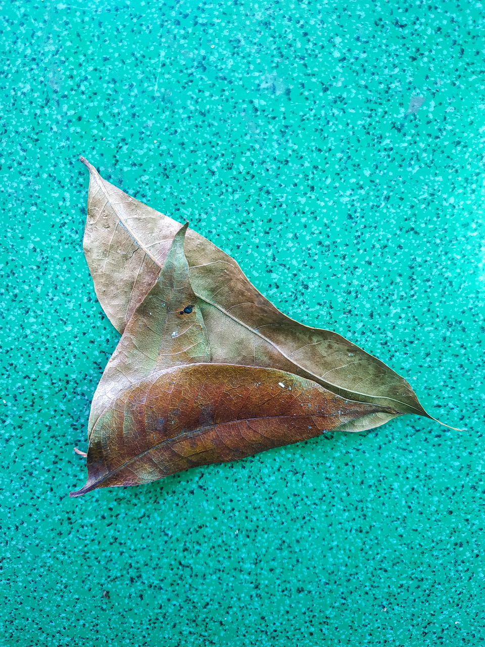 CLOSE-UP OF FISH IN SEA