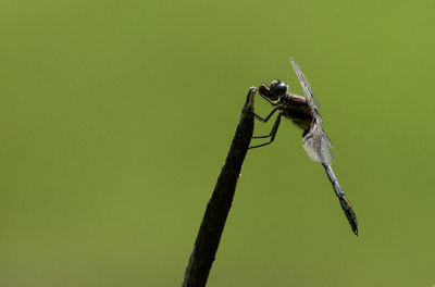 Close-up of dragonfly on plant