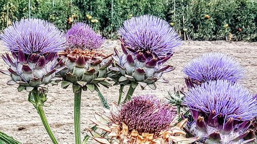 Close-up of purple thistle flowers