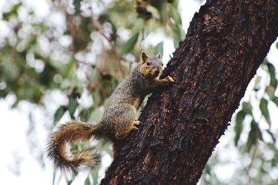 Low angle view of squirrel sitting on tree