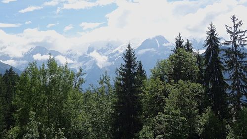 Panoramic view of pine trees against sky