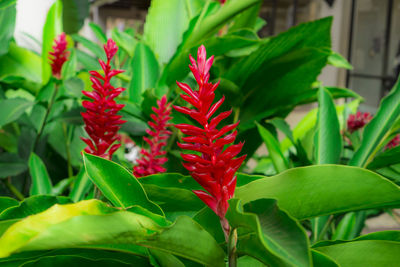 Close-up of red flowering plant