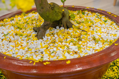 High angle view of yellow flowering plant in container