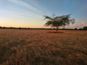 Scenic view of field against sky during sunset