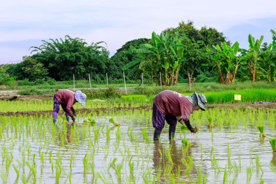 Rear view of people working in farm