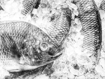 Close-up of fish