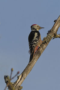 Low angle view of bird perching on tree against clear sky