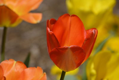 Close-up of orange tulip