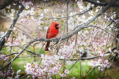 Close-up of bird perching on branch