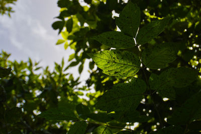 Low angle view of leaves on tree