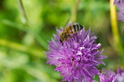 Close-up of bee pollinating on purple flower
