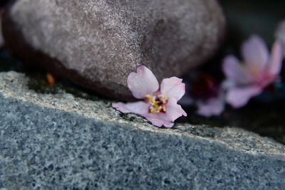 Close-up of pink petals on rock