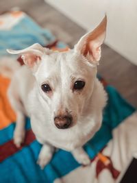 Close-up portrait of dog at home