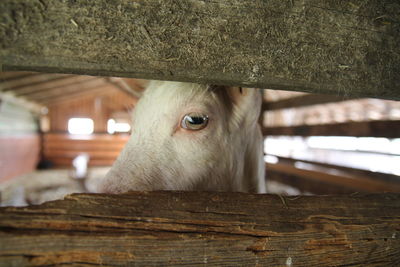 Close-up of goat in barn