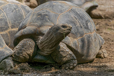 Close-up of turtle on field