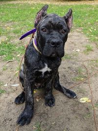 Black dog on grassy field
