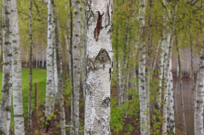 Close-up of pine tree trunk in forest