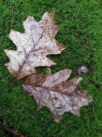 Close-up of autumn leaf on grass