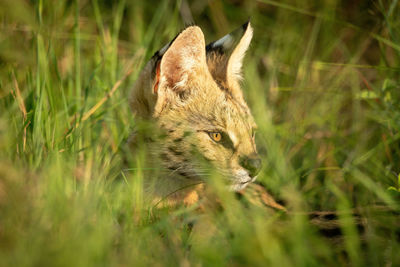 Close-up of serval head in tall grass