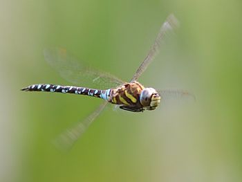 Close-up of dragonfly on plant