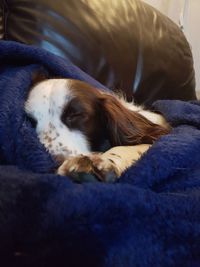 Close-up of dog sleeping